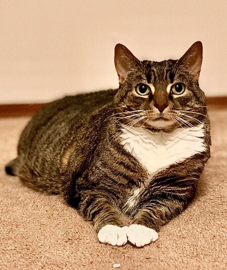 Kit 