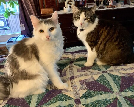 Swiss Miss and Lexi