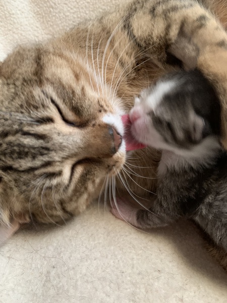 Porkchop with baby Carl
