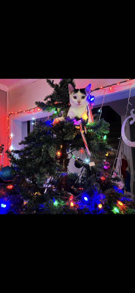 Cookie Puss 