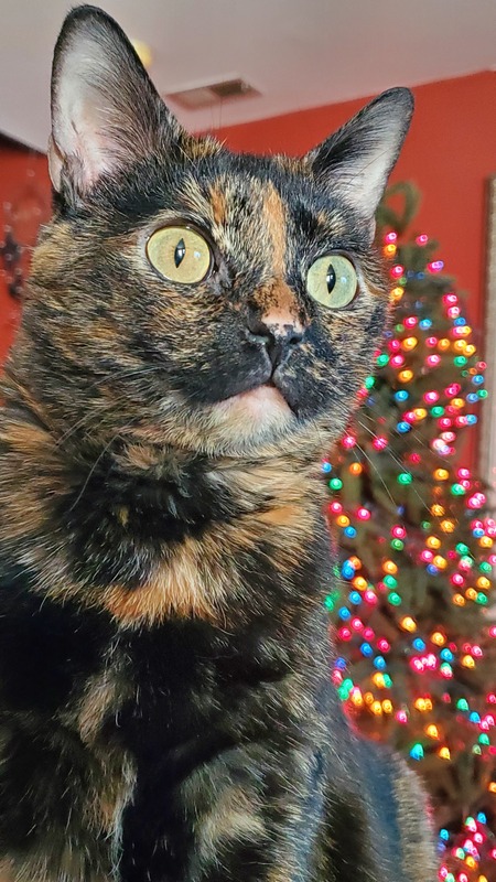 Mimi