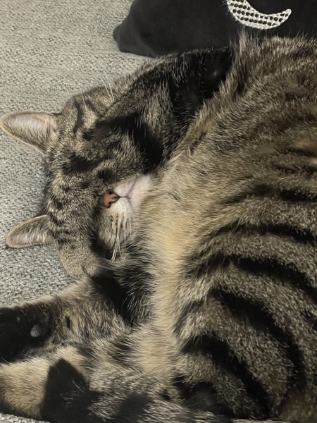 Schmoopie