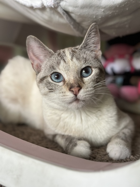 Indi