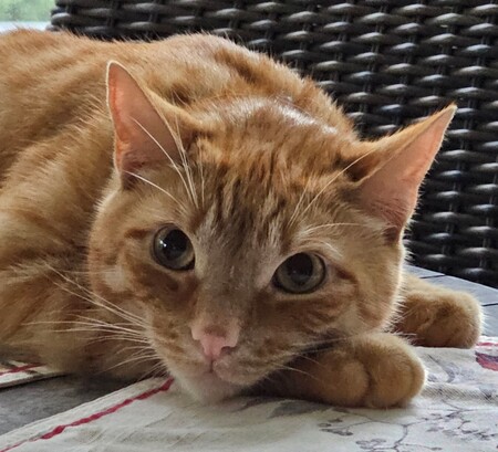 Sirius