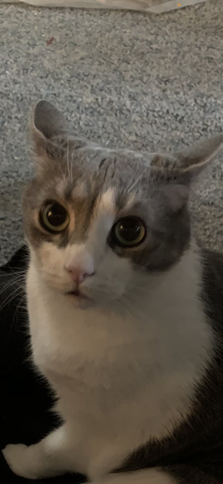 Tunie