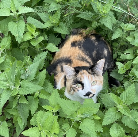 Penelope (Penny)