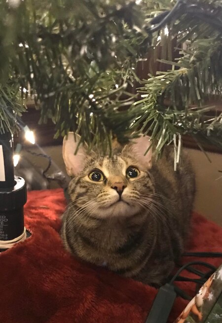 Fred