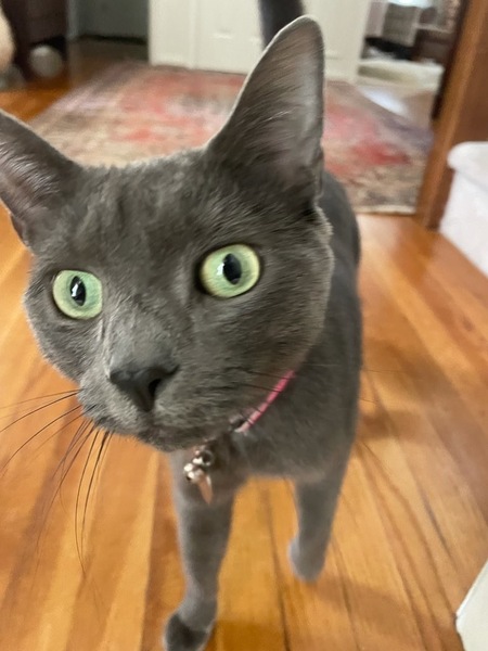 Gracie