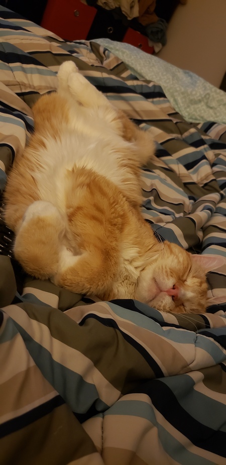 Buddy