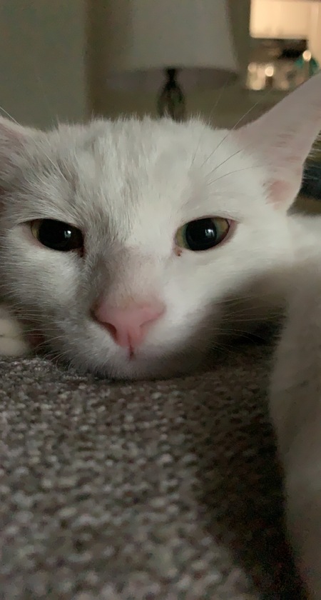 Marshall 