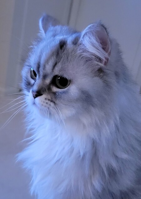 Muffy