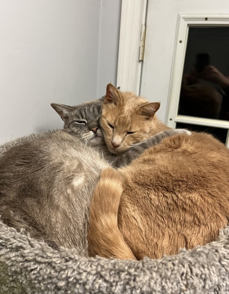 Bean (lynx point siamese) and Joey (orange tabby)