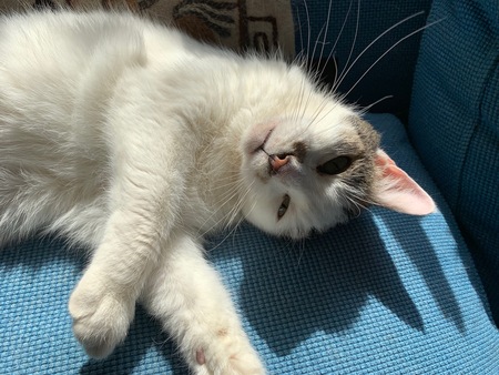 Biskit