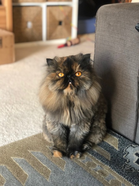 Maple