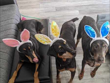 Remi, Maisie and Blue 