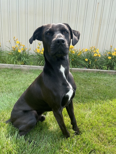 Summer Bocephus 