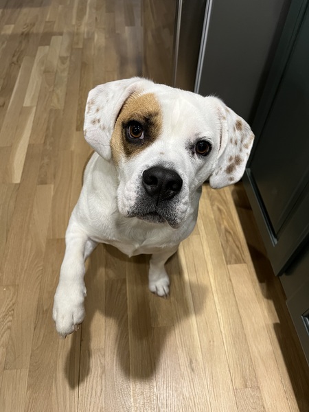Hungry Odie