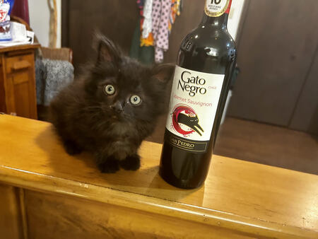 Gato Negro