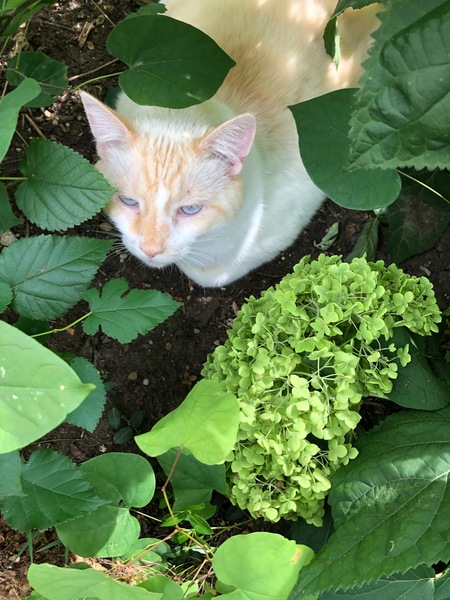 Milo