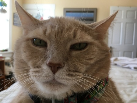 Charming Casanova