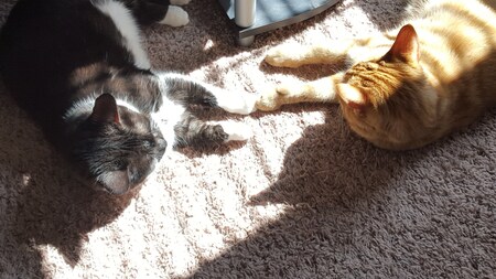 Touching Paws