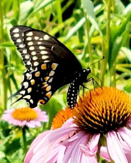Bright swallowtail enjoying a summertime cone flower