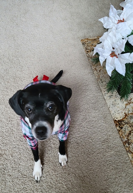 Daisy says HO HO HO.... Merry Christmas!