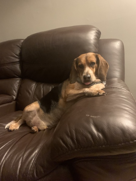 Dixon