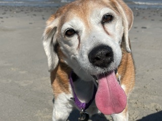 Millicent