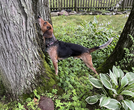 Duncan