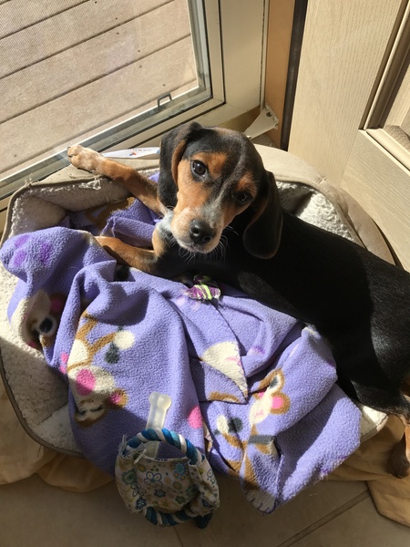 Bella