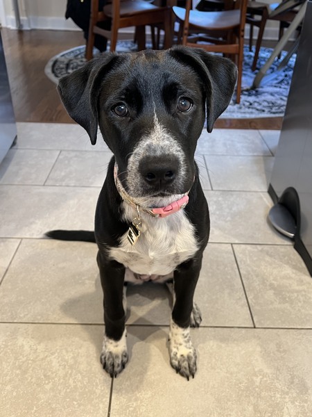 Maisy