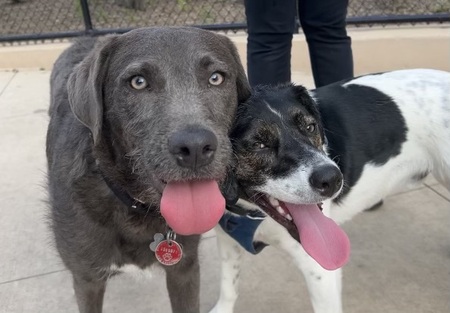 Milo & Otis