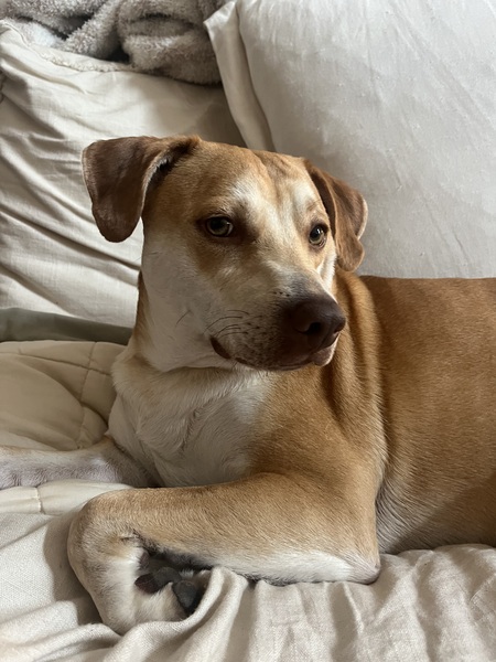 Ringo