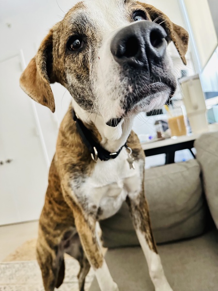 Comet