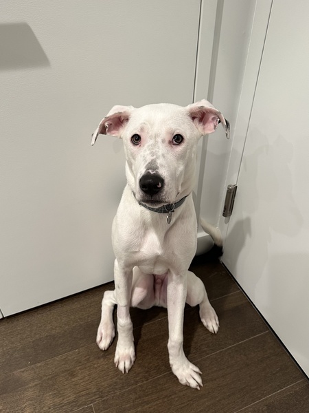 Rilo