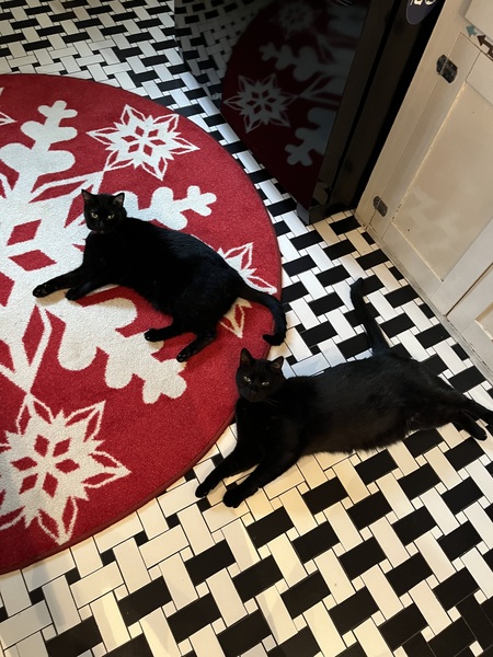 Binx and Sammy