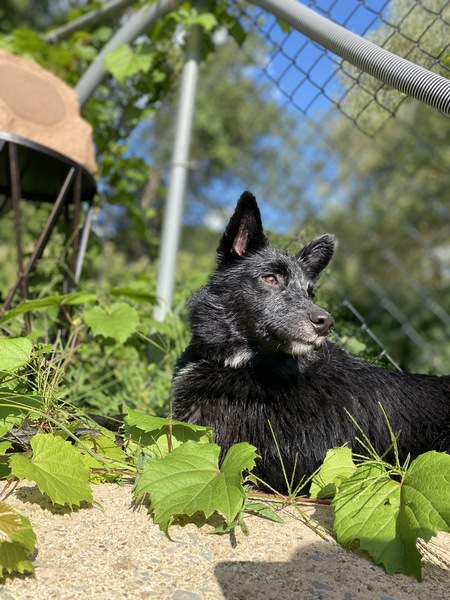 Jedda