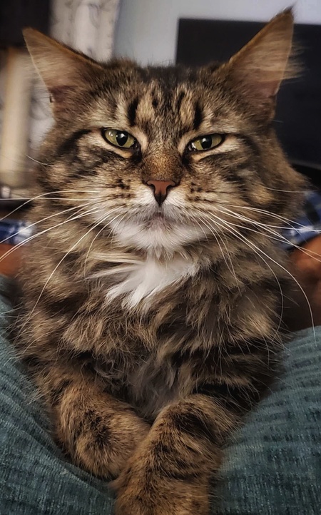 Fluffers