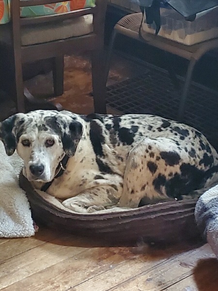 Buddy