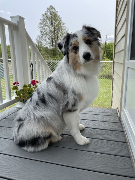 Roo