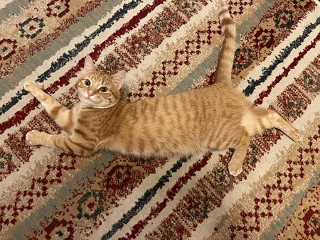Yoshimi