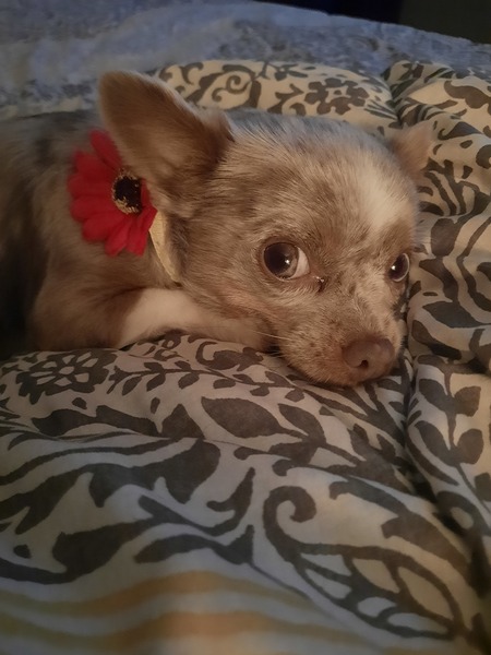 Kiki
