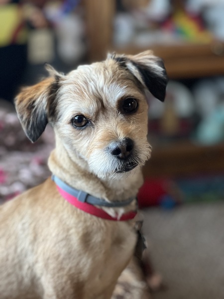 Chewy
