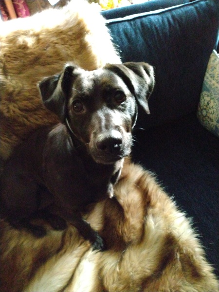 Willow