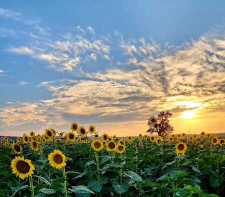 Sunflower Paradise