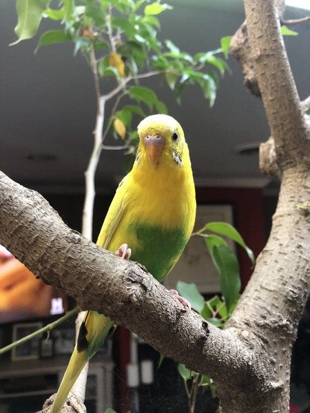Fruit Loop (Yellow Previously) 