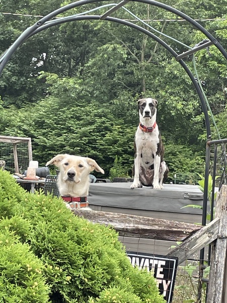 Gypsy and Callie
