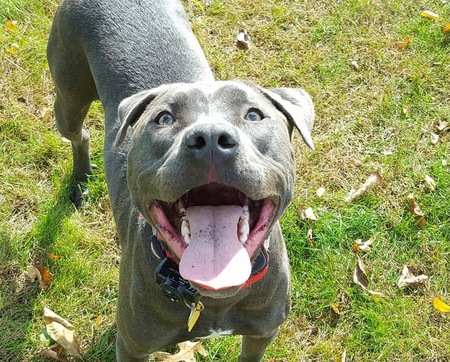 Piper