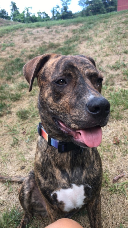 Mr. Bojangles “Bo” (adopted as “Woody”) 